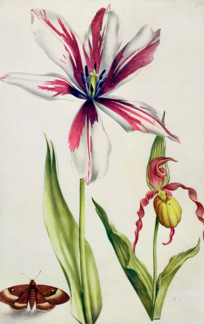 Orchidée, tulipe et papillon, vers 1675 (gouache sur vélin) - Nicolas Robert